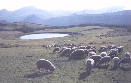 Sheep 2 in Ecuador
